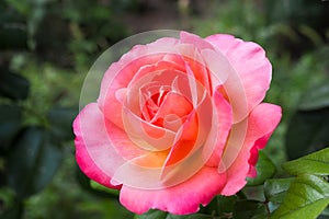 Beautiful pink rose in the garden is ready for Valentine`s Day.