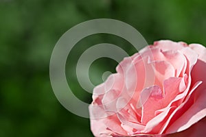 Beautiful pink rose on green