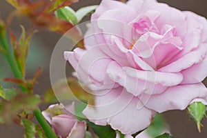 Beautiful pink rose with green leaf in flower garden.