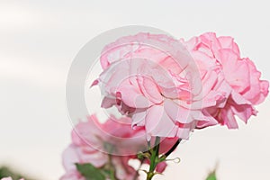 Beautiful pink rose with green leaf in flower garden.