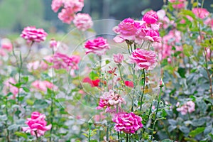 Beautiful pink rose with green leaf in flower garden.