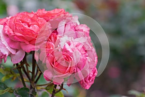 Beautiful pink rose with green leaf in flower garden.