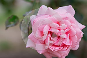 Beautiful pink rose with green leaf in flower garden.