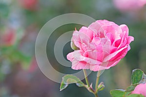 Beautiful pink rose with green leaf in flower garden.