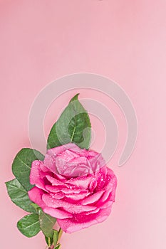 Beautiful pink rose with green leaves on pink background. Water drops on petals. Greeting card with copy space for your text