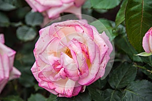 A beautiful pink rose in a green soil background.