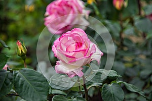 A beautiful pink rose in a green soil background.