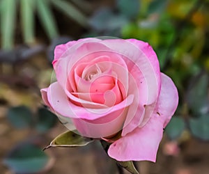 A beautiful pink rose