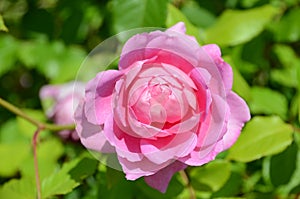Beautiful pink rose head