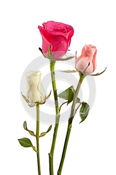 Beautiful pink rose isolated