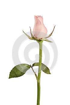 Beautiful pink rose isolated