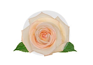 Beautiful pink rose isolated on white