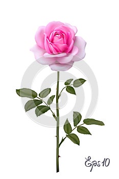 Beautiful pink rose Isolated on white background.