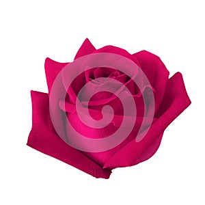 Beautiful pink rose isolated on white background.