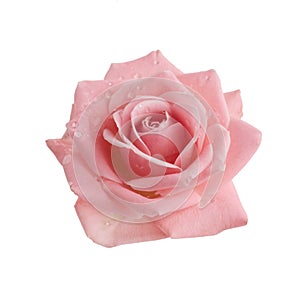 Beautiful pink rose isolated on white background. Pink rose blossom