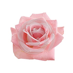 Beautiful pink rose isolated on white background. Pink rose blossom