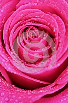 Beautiful pink rose in the morning dew