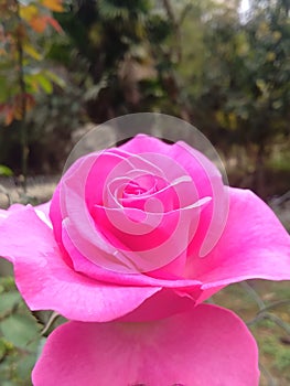 Beautiful pink rose of my garden