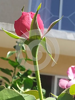 a beautiful pink rose in my garden photo