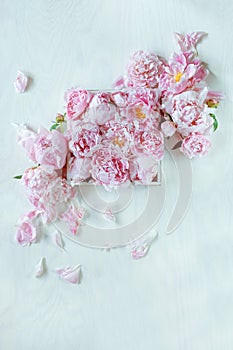 Beautiful pink, rose peonies decorated on white wood table