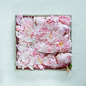 Beautiful pink, rose peonies decorated on white wood table