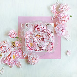 Beautiful pink, rose peonies decorated on white wood table