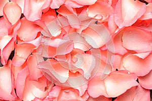 Beautiful pink Rose petals