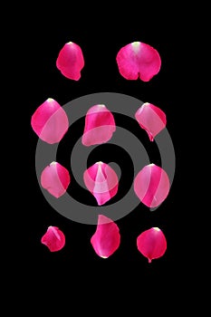 Beautiful Pink rose petals on black background