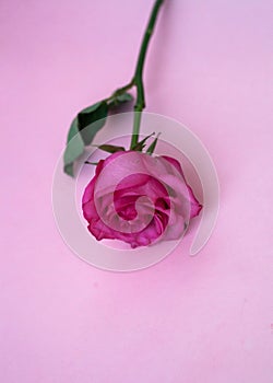 Beautiful pink rose on a pink background