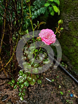 Beautiful Pink Rose Pune maharashtra india