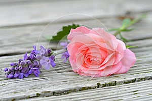beautiful pink rose and purple flowers on rustic wooden background