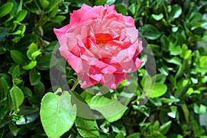 Beautiful pink rose Rosa flower blooming in the summer garden.