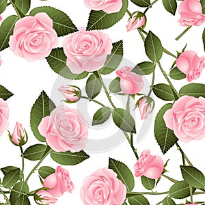 Beautiful Pink Rose - Rosa on White Background. Valentine Day. Vector Illustration.