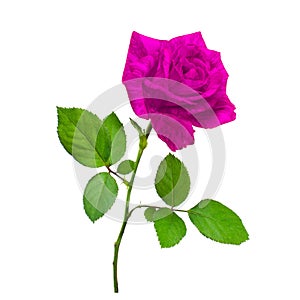 Beautiful pink rose photo