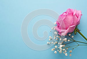 Beautiful pink rose and small white flowers on a blue background. Space for  text