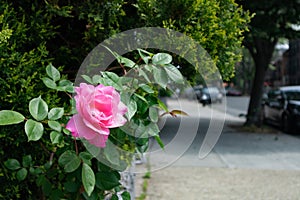 Beautiful Pink Rose during Spring along an Empty Neighborhood Sidewalk in Astoria Queens New York