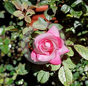 A beautiful pink rose stained with small water droplets after the rain in a natural outdoor garden