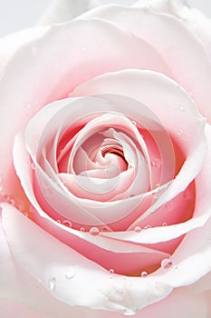 Beautiful pink rose with water drops photo