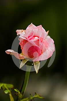 A beautiful pink rose with water drops with green background