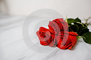 Beautiful pink rose with water drops macro