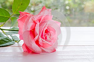 Beautiful pink rose on a white wooden table with light booked