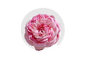 Beautiful pink rose in the wild, isolated on a white background.