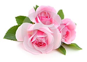 Beautiful pink roses