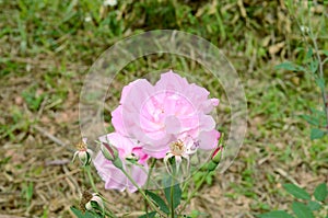 Beautiful Pink Roses