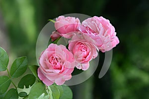 Beautiful Pink Roses