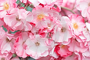 Beautiful pink roses