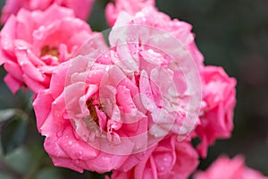 Beautiful pink roses