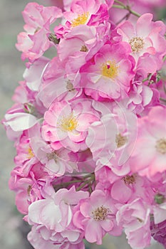 Beautiful pink roses