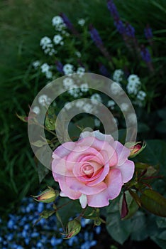 Beautiful pink roses Adesmano Andre Eve