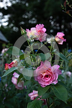 Beautiful pink roses Adesmano Andre Eve